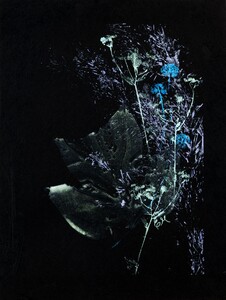Shimmering water color plant markings on a black background