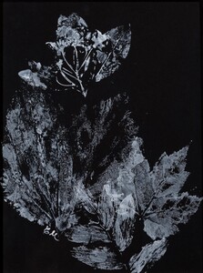 Black background with white ink markings made by plants