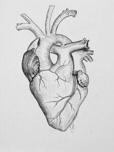 Black and white ink drawing of anatomical heart
