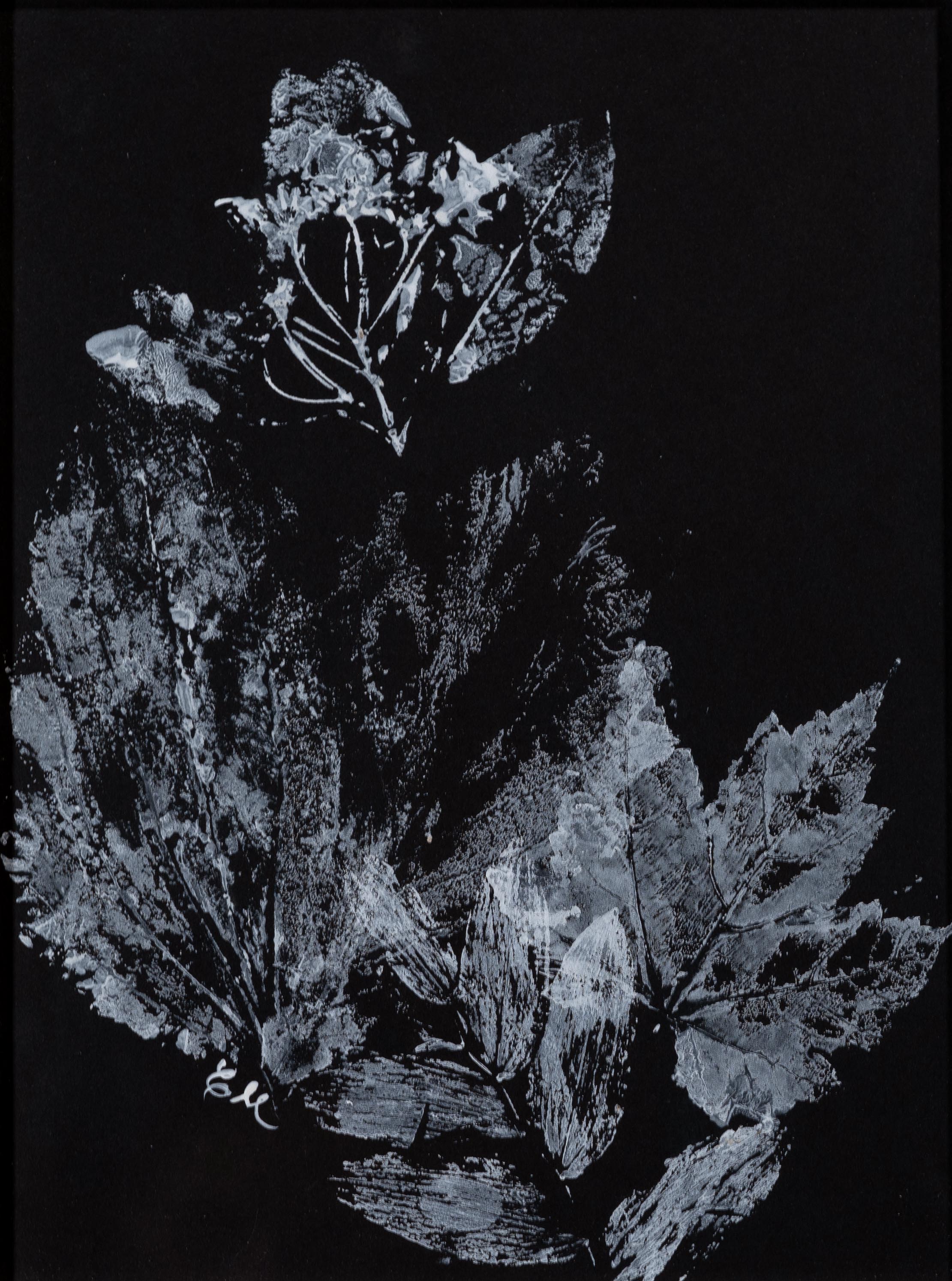Black background with white ink markings made by plants