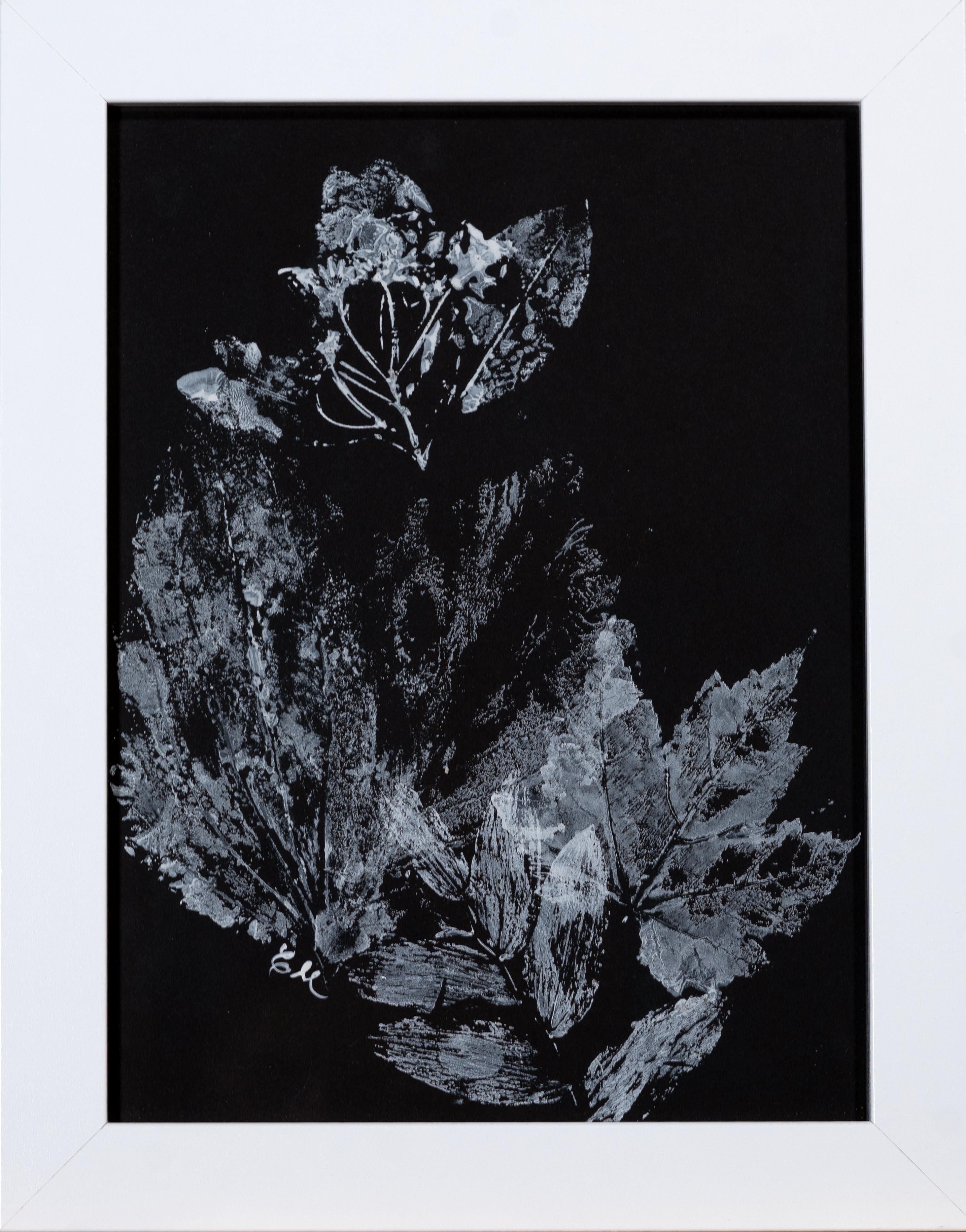 Black background with white ink markings made by plants